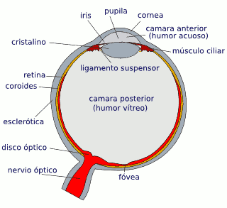 Diagrama del ojo humano